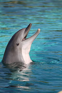 gray dolphin on body of water during daytime thumbnail