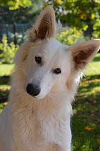 adult white German shepherd close-up photo thumbnail