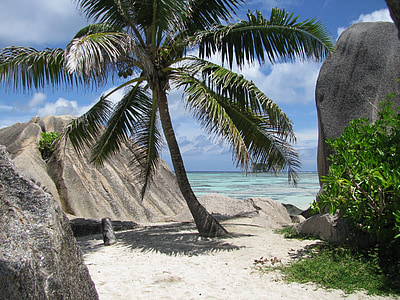 green coconut tree beside body of water thumbnail