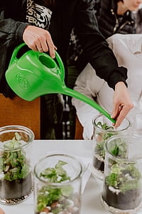 Building Rainforest Terrarium in a Jar thumbnail