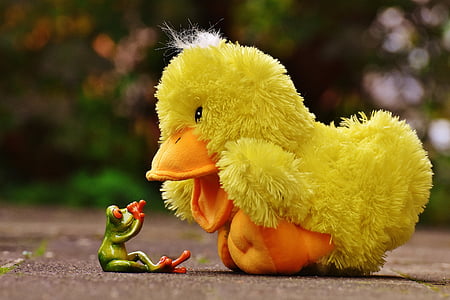 selective focus photography of duck sitting front of red eyed frog thumbnail