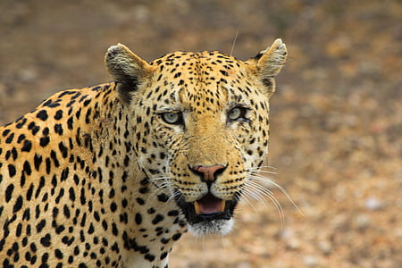 close up photo of leopard thumbnail