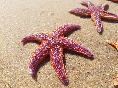 two red-and-purple starfishes on sand thumbnail