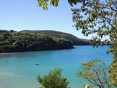 green leaf tree near body of water at daytime thumbnail