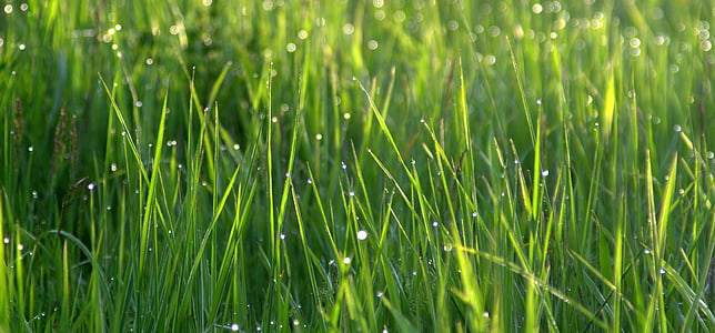 grass plains thumbnail