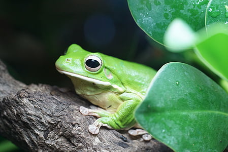 photo of green and white frog thumbnail