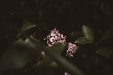 selective focus photo of brown petaled flowers thumbnail