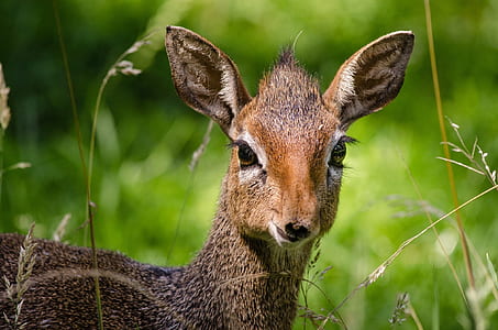 brown goat during daytime thumbnail