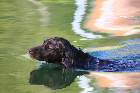 adult black Labrador Retriever swimming on water at daytime thumbnail