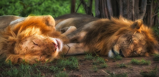 two brown lions under tree thumbnail