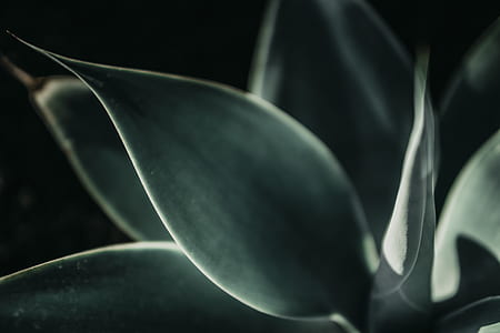 close-up photo of green leaf plant thumbnail