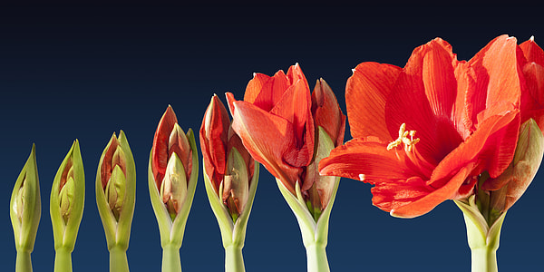 red petaled flower in bloom thumbnail