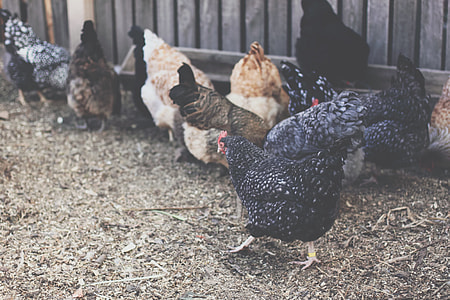 flock of black and brown hen thumbnail