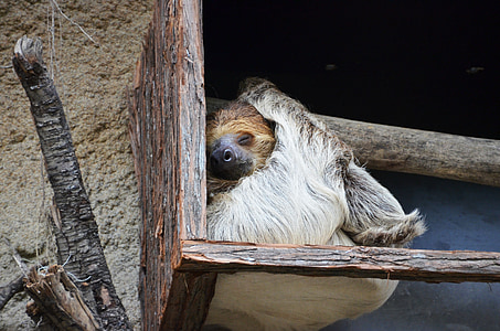 sloth resting near branch thumbnail