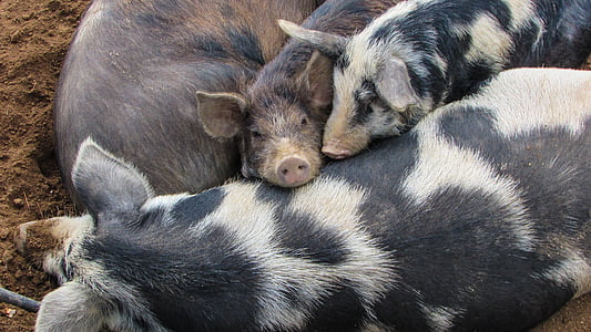 white-and-black pigs on ground thumbnail