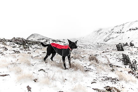 adult cane corso on snow thumbnail