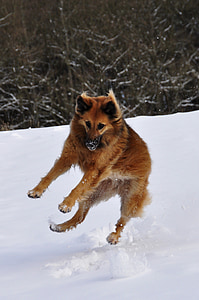 long-coated brown dog playing on snowfield during daytime thumbnail