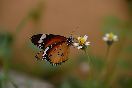 Butterfly, On Top thumbnail