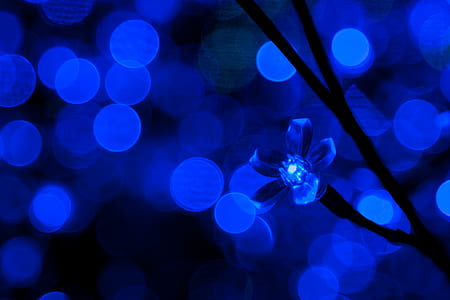 blue flower in bokeh photography thumbnail