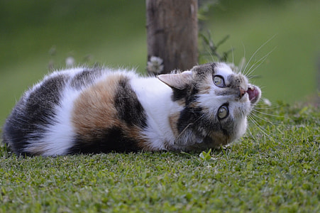 shallow focus photography of short-coated white, black, and brown cat lying on green grass thumbnail