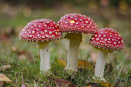 three red mushrooms thumbnail