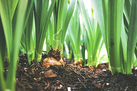 low angle photography of leafed plant thumbnail