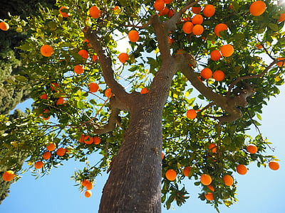 high-angle photography of tree with orange fruits thumbnail
