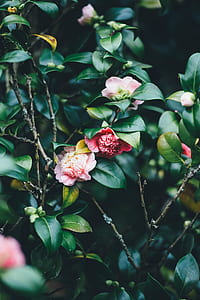 green leafed plant with pink and red flowers thumbnail