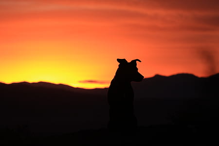 silhouette photo of dog during golden hour thumbnail