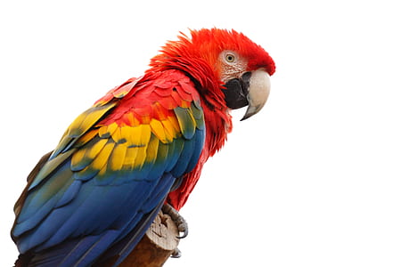 multicolored parrot on brown wood thumbnail