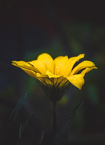 selective focus photography of yellow petaled flower in bloom thumbnail