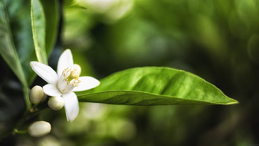 shallow focus photography of white petal flower thumbnail