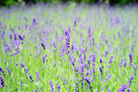 macro photo of purple flowers thumbnail