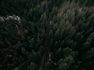 aerial photography of black asphalt road between green trees thumbnail