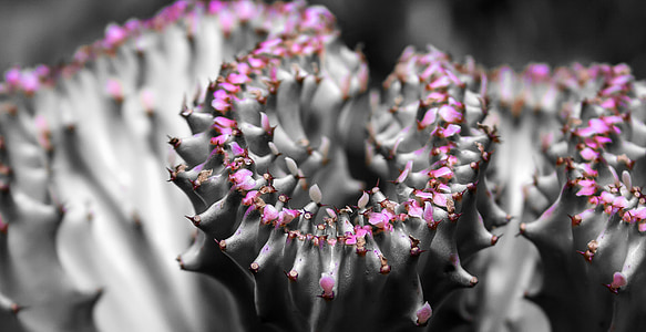 white flowers thumbnail