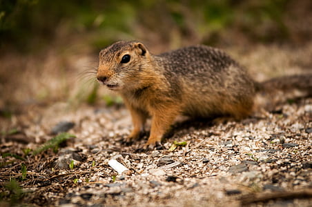 close-up photo of brown squirrel on brown surface thumbnail