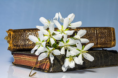 white flowers thumbnail