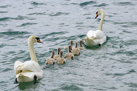 flock of swan thumbnail