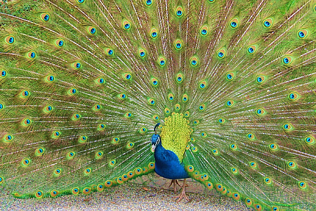 blue, green, and yellow peacock spreading tail during daytime thumbnail