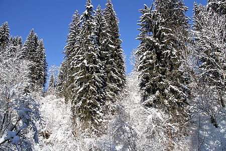 tree covered by snow thumbnail
