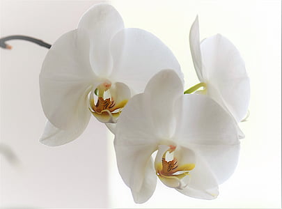 close up photo of three white moth orchids thumbnail