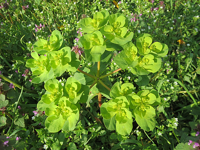 Euphorbia Helioscopia, Sun Spurge thumbnail