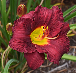 Red-Orange And Yellow Daylily, Lily thumbnail