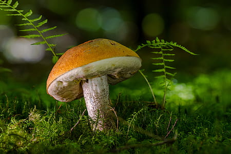 brown mushroom thumbnail