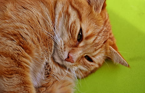 orange tabby cat lying on green textile closeup photo thumbnail