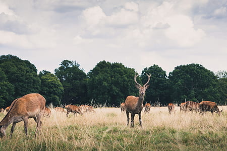 wildlife photography of herd of deer thumbnail