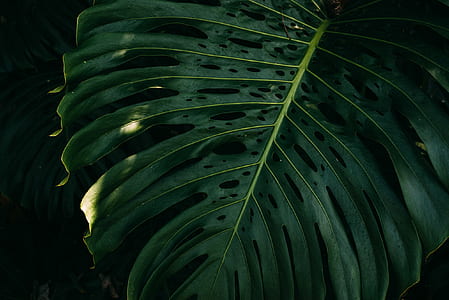 green leaf thumbnail