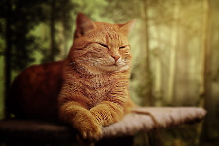 reclining orange tabby cat thumbnail