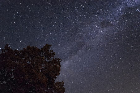 milky way, stars, tree, sky thumbnail