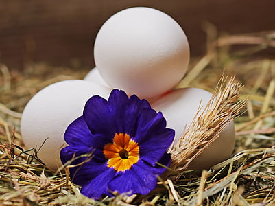 purple primrose and white eggs closeup photography thumbnail